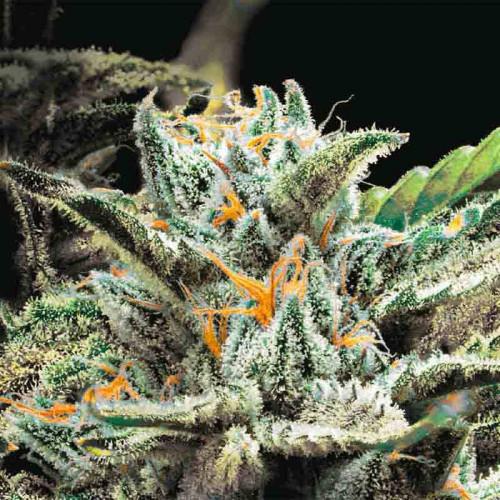Семена Auto OG Indica