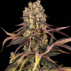 Papaya Zoap Auto