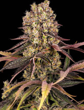 Семена конопли Papaya Zoap Auto