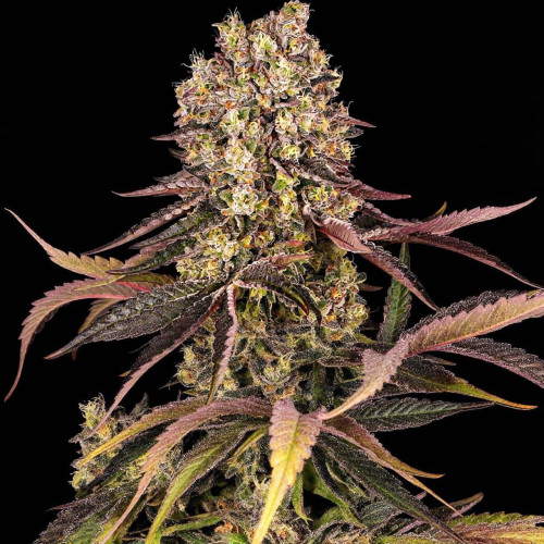 Семена Papaya Zoap Auto