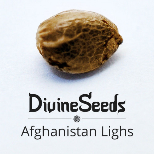 Купить семена Afghanistan Lights