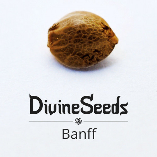 Купить семена Bаnff