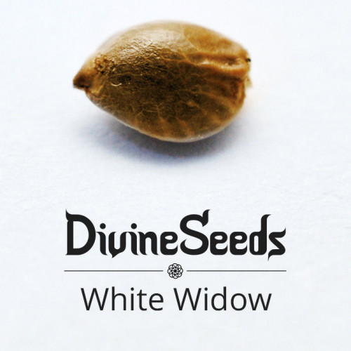 Семена White Widow - фото 1