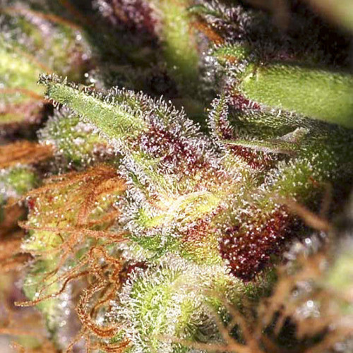 Семена марихуана White Widow - фото 1