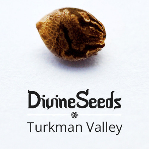 Turkman Valley