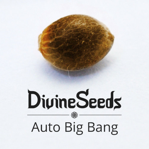 Купить семена Auto Big Bang
