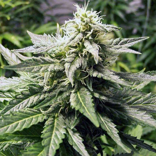Семена марихуаны ак 48 можно избавиться от зависимости марихуаны