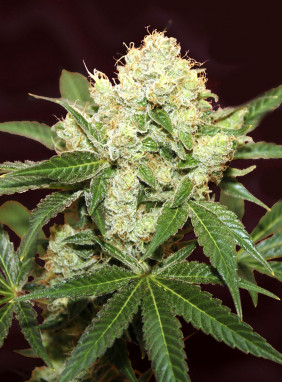 Купить семена марихуаны автоцветы анализ употребление марихуаны