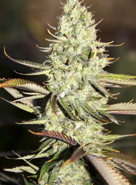 Семена марихуаны курьером спб уголовная ответственность марихуана