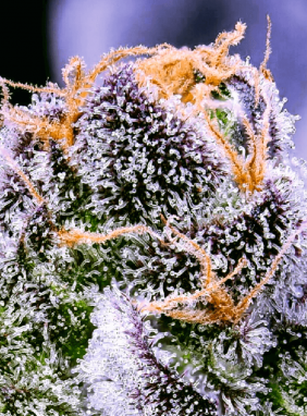 Известные сорта марихуаны страна в которой можно выращивать коноплю