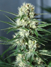Семена конопли Auto Diesel