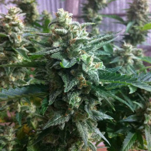 семена конопли марихуана