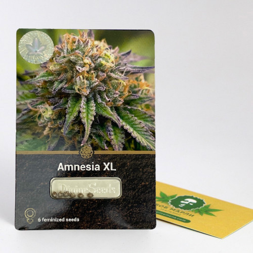 Семена марихуана Amnesia XL