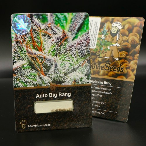 Семена Auto Big Bang - фото 1