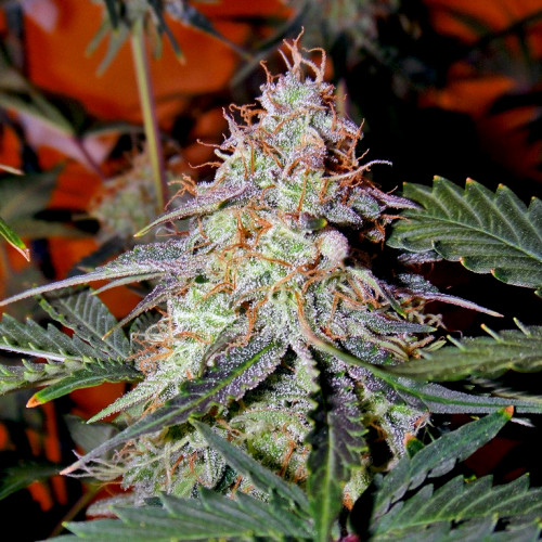 Северное сияние сорт марихуаны описание как определить хорошую коноплю от плохой