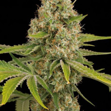og-kush-228x228.jpg