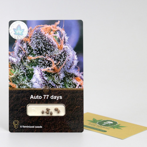 Семена марихуана Auto 77 Days