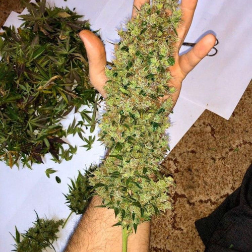 Марихуана виды семян вред и польза от марихуаны