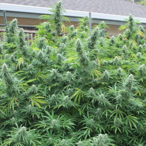 Семена марихуаны купить в сша легализованная конопля