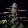 Purple Ryder Auto