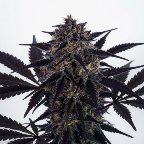 Купить семена Purple Ryder Auto