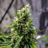 Rock Machine Auto