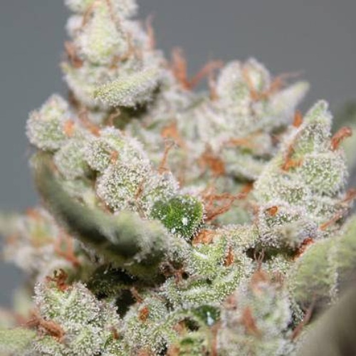 Семена марихуана Silver Haze #9