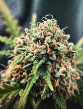 Семена конопли Skunk #1