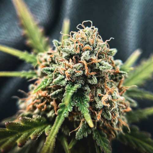 Семена Skunk #1