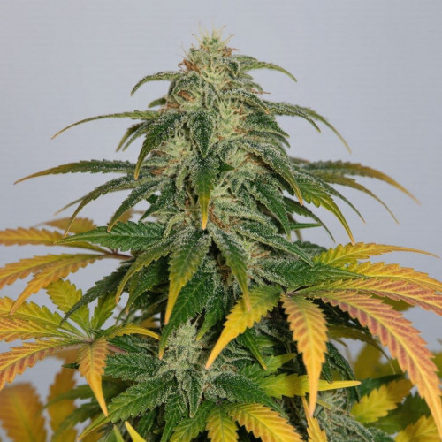 Семена марихуана Skunk #1