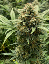 Семена конопли Super Critical Auto