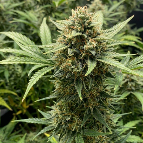 Семена Super Critical Auto