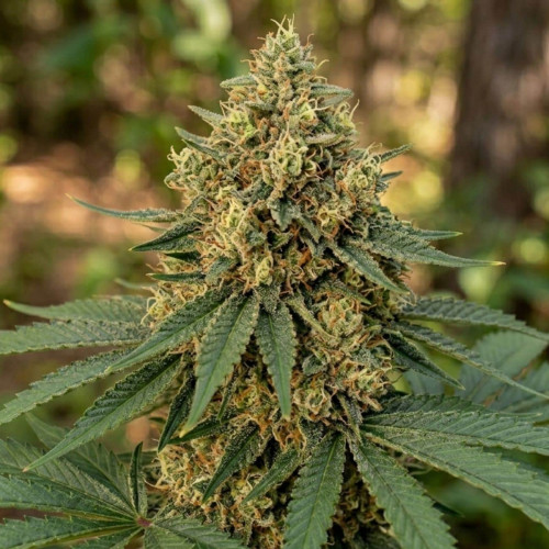 Семена марихуана Super Critical Auto