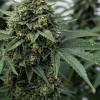 Super Critical