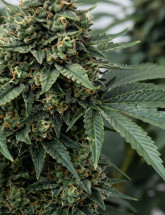 Семена конопли Super Critical
