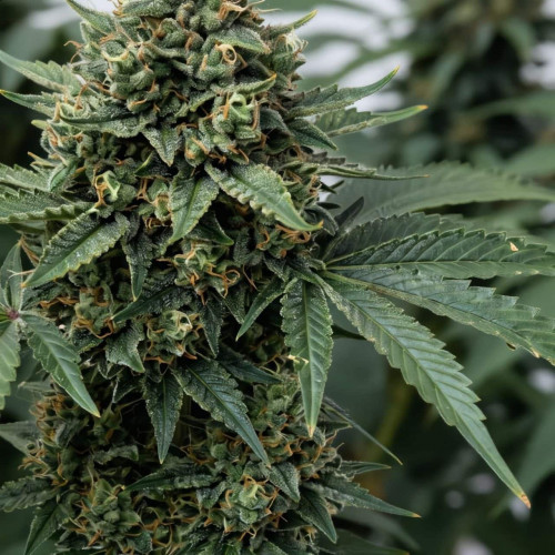 Семена Super Critical