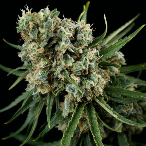 Купить семена Super Critical