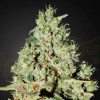 Super Critical