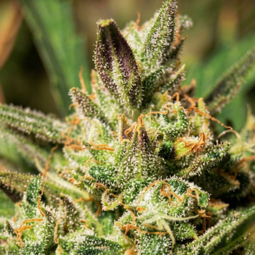 Купить семена Super Critical Auto
