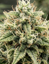 Семена конопли Super Critical