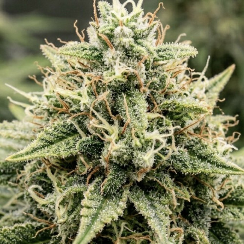 Семена марихуана Super Critical