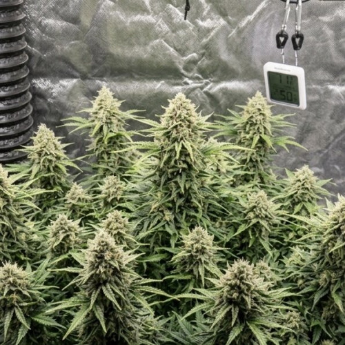 Super Critical