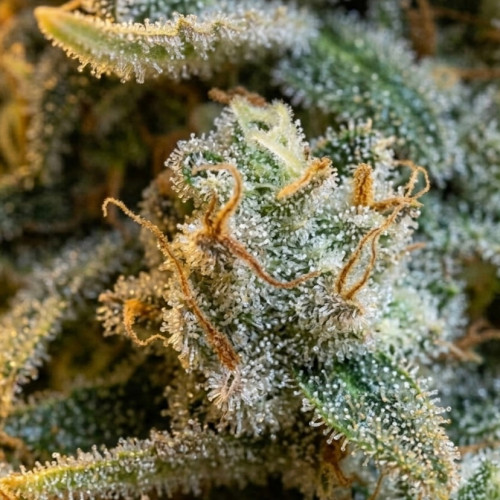 Семена марихуаны ⭐White Rhino⭐ от Green House Seeds ✓Описание