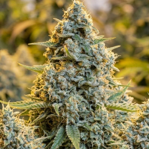 Семена марихуаны ⭐White Rhino⭐ от Green House Seeds ✓Описание