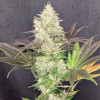 White Rhino