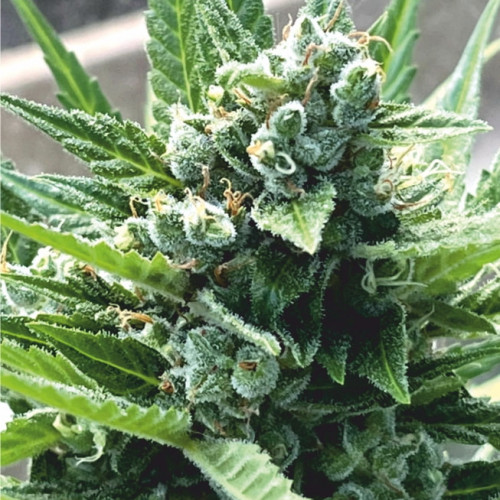 Семена Auto White Virgin