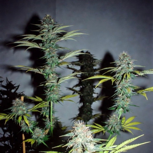 Семена марихуана Auto White Virgin