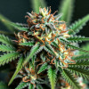 Auto White Virgin