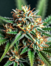 Семена конопли Auto White Virgin