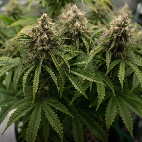 White Widow